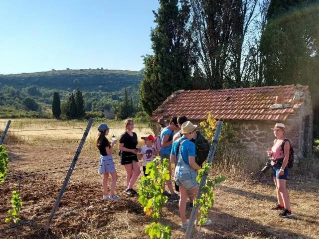 Image qui illustre: Balades Vigneronnes En Grand Carcassonne - Domaine Sainte-marie Des Crozes