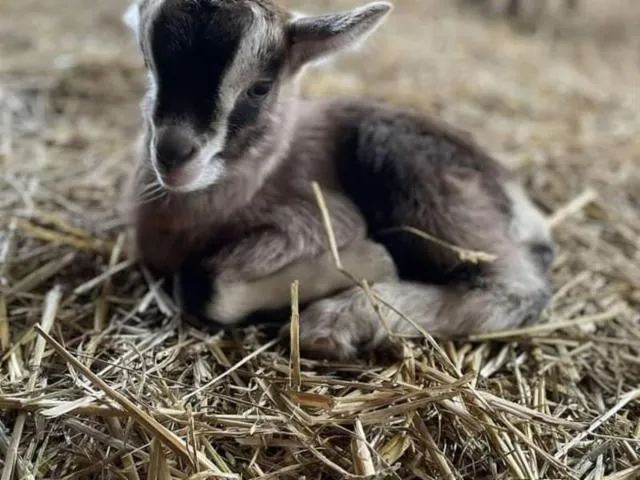 Image qui illustre: Ferme De Xefosse
