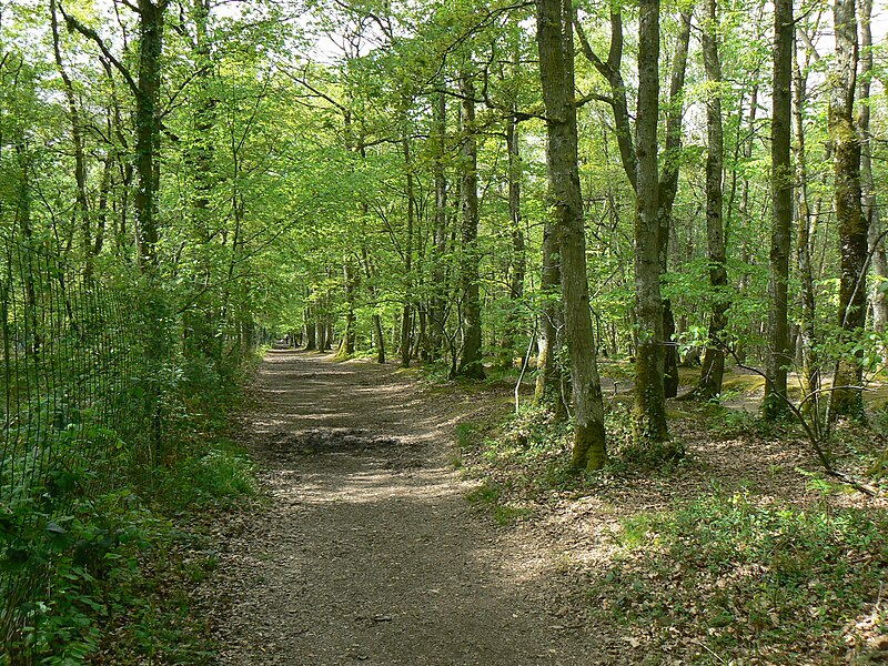 Forêt Grimbosq