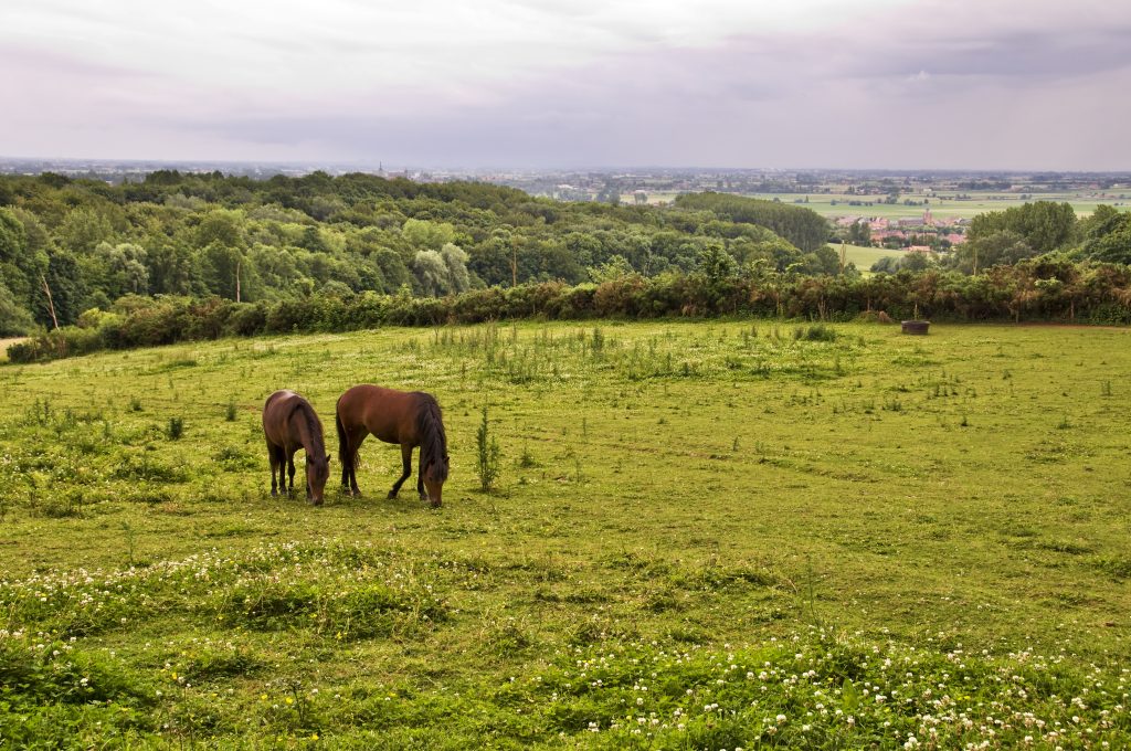 Le Mont Noir dans les Flandres - France