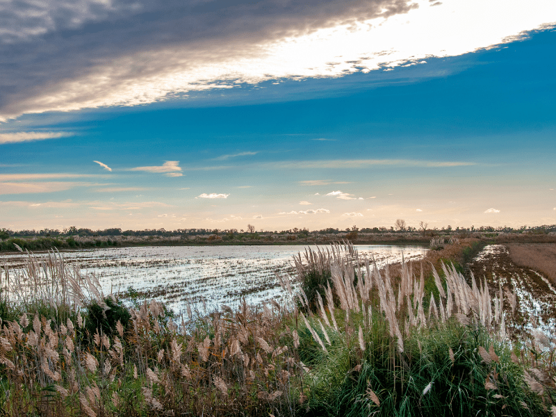 Week-end insolite en Camargue : Que faire et voir ?