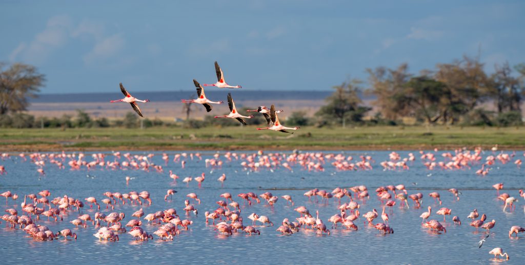 parc ornithologique flamand rose camargue