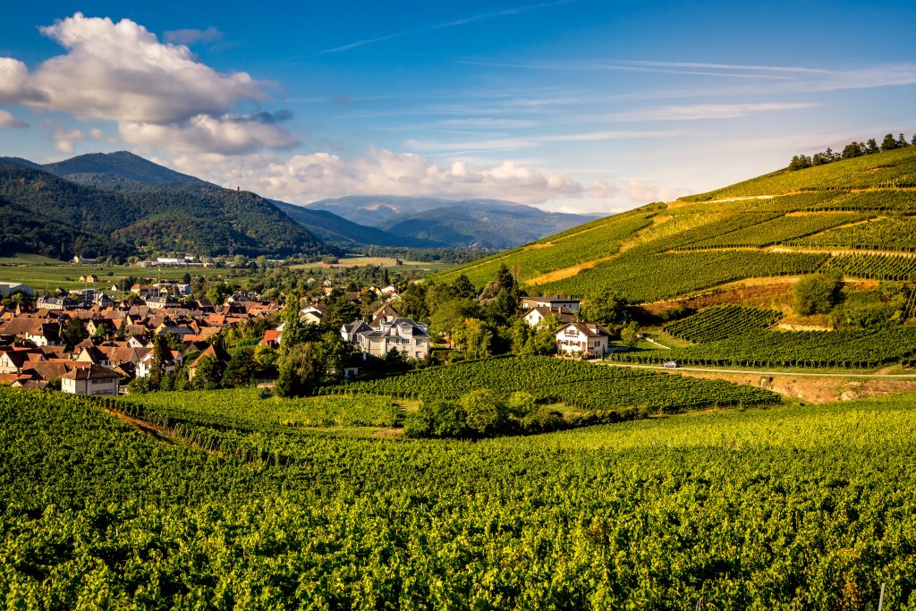 Route des vins d'Alsace
