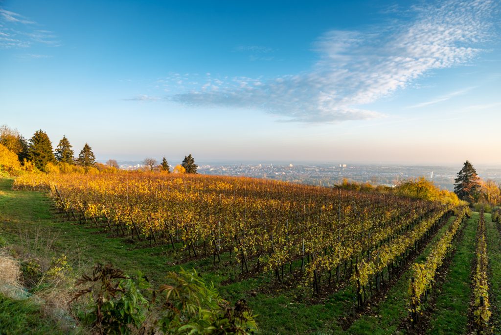 Paysage de vignes en automne en Lorraine en fin de journée