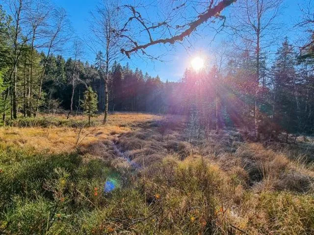 Image qui illustre: La Tourbière Du Haut De Mérelle