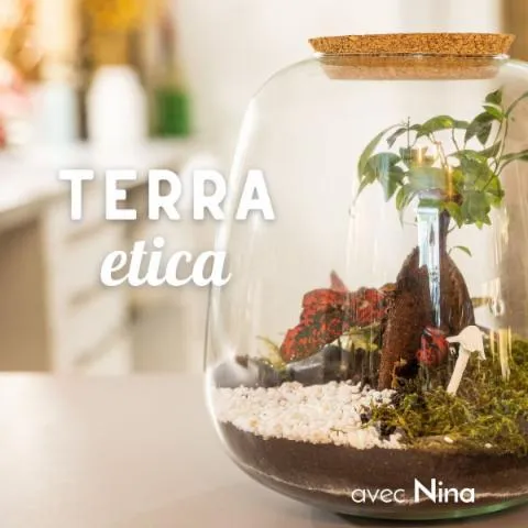 Image qui illustre: Réalisez votre terrarium en taille L