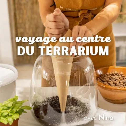 Image qui illustre: Réalisez votre terrarium en taille M