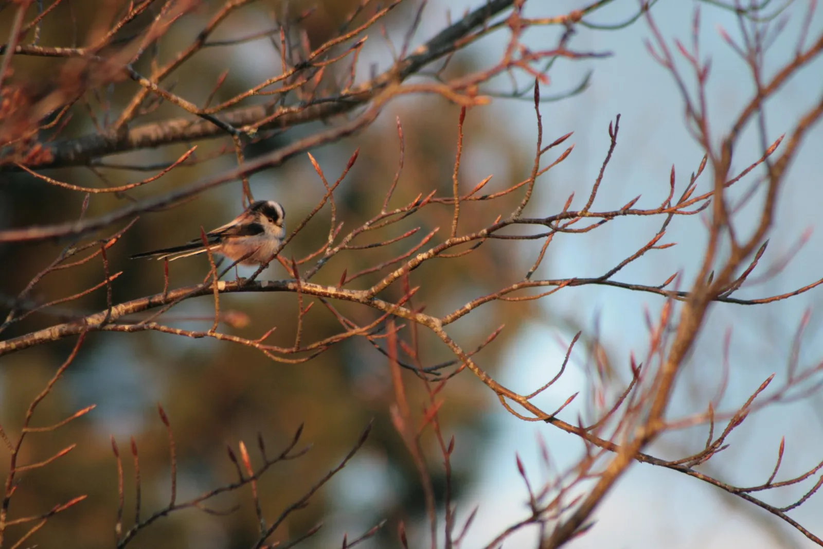 Image qui illustre: Le Plateau De Beauregard À Maxey-sur-meuse