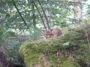 Image qui illustre: Circuit Coteaux De St Laurent
