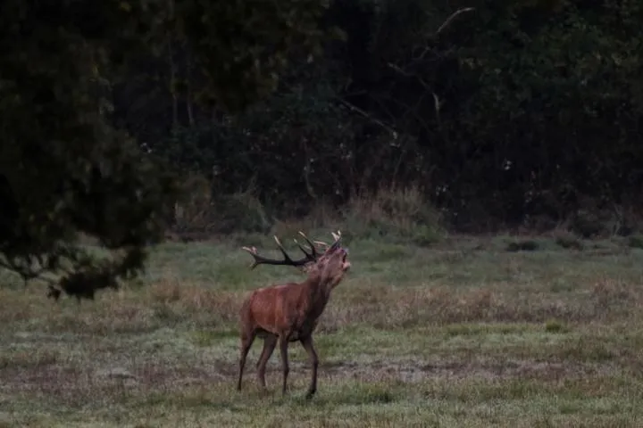 Image qui illustre: Visite Au Coeur Du Brame À Chambord