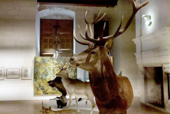 Image qui illustre: Musée de la chasse et de la nature