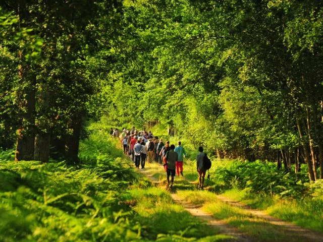Image qui illustre: Circuits Pédestres Balisés À Chambord